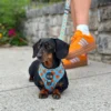 Pack Paseo Premium Love Bug- Wild Tails Co.