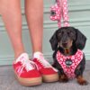 Pack Paseo Premium  Love Letters - Wild Tails Co.
