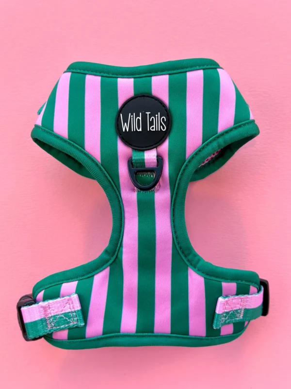 Pack Paseo Premium All Decked Out - Wild Tails Co.