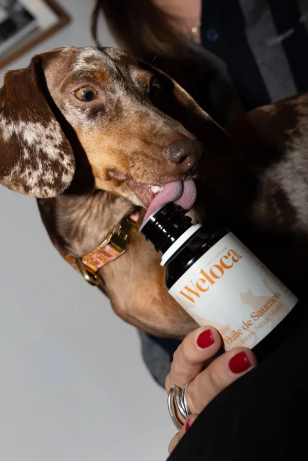 Aceite de salmón Premium - Perro y Gato - 100 ml