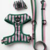 Pack Paseo Premium All Decked Out - Wild Tails Co.