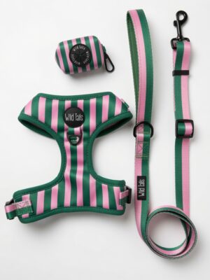 Pack Paseo Premium All Decked Out - Wild Tails Co.